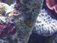 sept 2009 second baby pocillopora.JPG