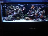 sept 2009 full tank shot.JPG