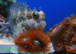 Blenny-&-Zoas.gif