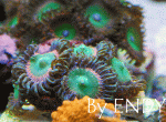 Rainbow-zoas-232.gif