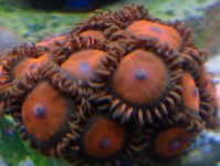 Raspberry Zoas-1.jpg