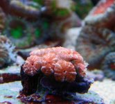 Pink Acan.jpg