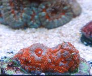 Micro Acan.jpg