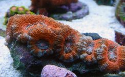 Red Acan.jpg