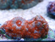 Micro Acan-1.jpg