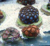 Zoas-1.jpg