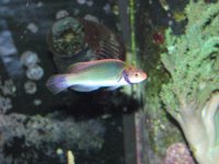 Clown Fairy wrasse 1.JPG