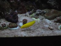 Yellow Coris Wrasse.JPG