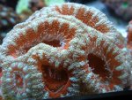 Crazy Acan.jpg