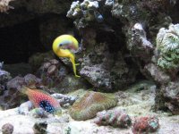 Blue Star Leopard wrasse & African Midas Blenny.jpg