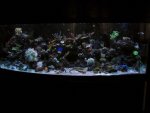 Reef FTS 149_1024x768.jpg