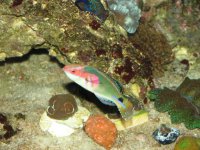 African Exquisite wrasse.JPG