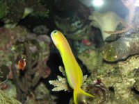 African Midas Blenny.JPG