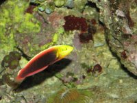 African Radiant wrasse.JPG