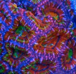 Rainbow Yin Yan Acan P1070881 copy.jpg