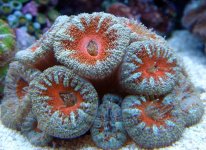 Red & Green Acan.jpg