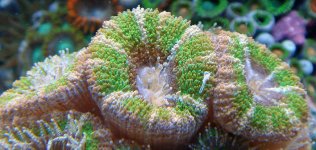 Green Acan.jpg