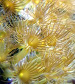 yellow polyps.jpg