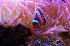 Nemo and Anemone.jpg