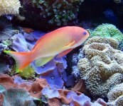 Anthias7.jpg