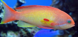 Anthias.jpg