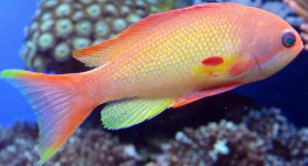 Anthias3.jpg