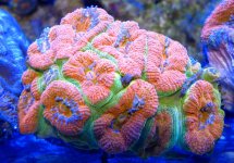 orange acan  2.jpg