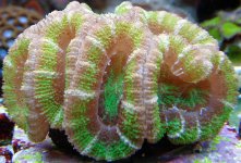 Green Acan2.jpg