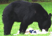 the bear 2.JPG