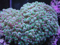 Frogspawn.jpg
