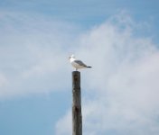 Seagul_1.jpg