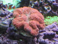 2007 Aug 29 Tank 001.jpg