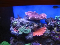 new tank pics 017.jpg