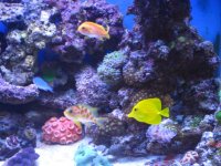 new tank pics 018.jpg