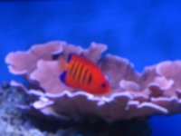 new tank pics 019.jpg