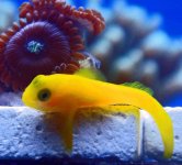 Yellow Goby.jpg