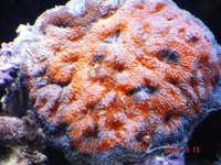 Acan brain.jpg