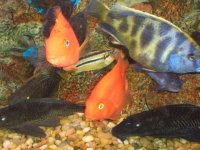 cichlid 2.jpg