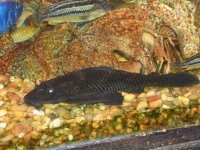 cichlid 3.jpg