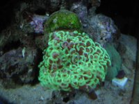 Anemonies & reef 013.jpg