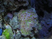 Anemonies & reef 014.jpg