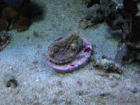 Anemonies & reef 015.jpg