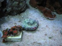 Anemonies & reef 016.jpg