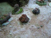 Anemonies & reef 017.jpg