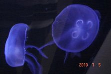 Jelly fish.jpg