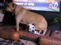 reef & funny dog pics 010.jpg