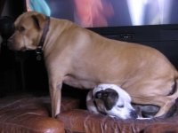 reef & funny dog pics 014.jpg