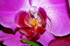 Orchid_Macro.jpg