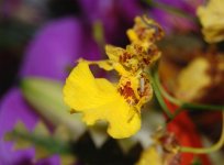 Orchid_Macro_2.jpg