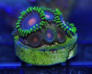 Sunrise Zoa Cropped Scaled.jpg